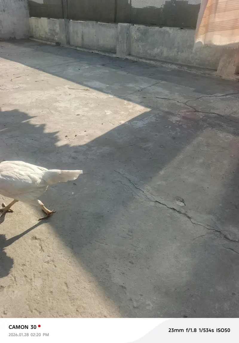 aseel Murga for sale all clear breeder female number 03020653616 — photo 5