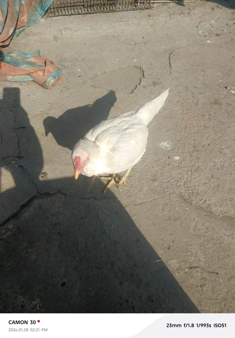 aseel Murga for sale all clear breeder female number 03020653616 — photo 6