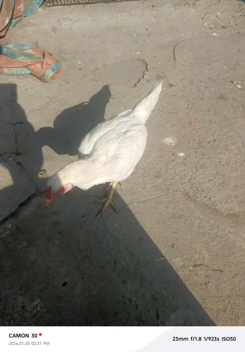 aseel Murga for sale all clear breeder female number 03020653616 — photo 7