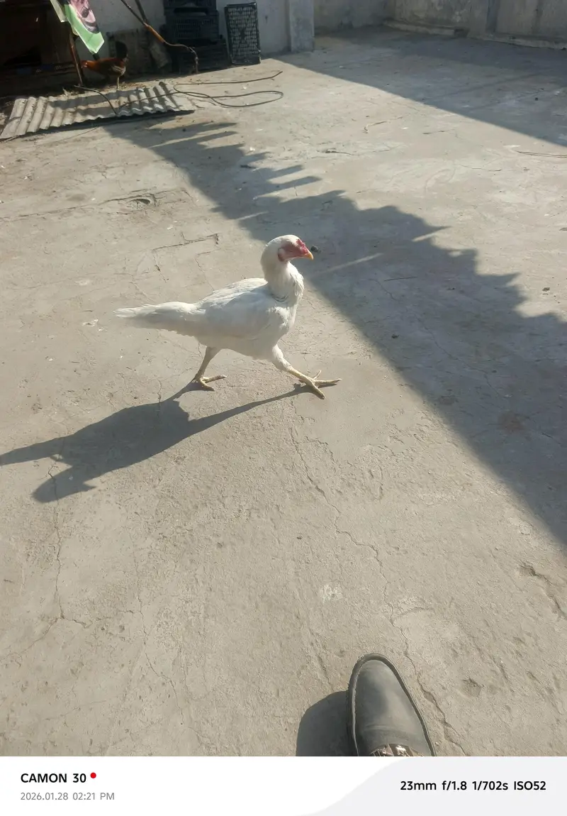 aseel Murga for sale all clear breeder female number 03020653616 — photo 8