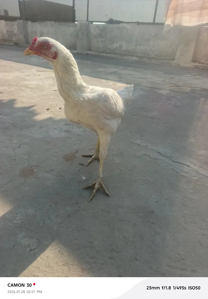 aseel Murga for sale all clear breeder female number 03020653616 — photo 9