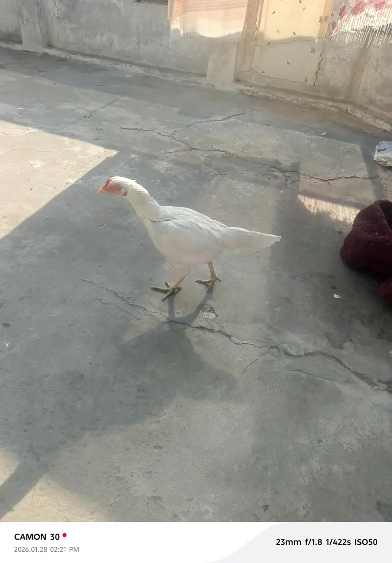 aseel Murga for sale all clear breeder female number 03020653616 — photo 10