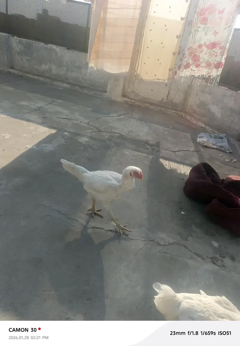 aseel Murga for sale all clear breeder female number 03020653616 — photo 11