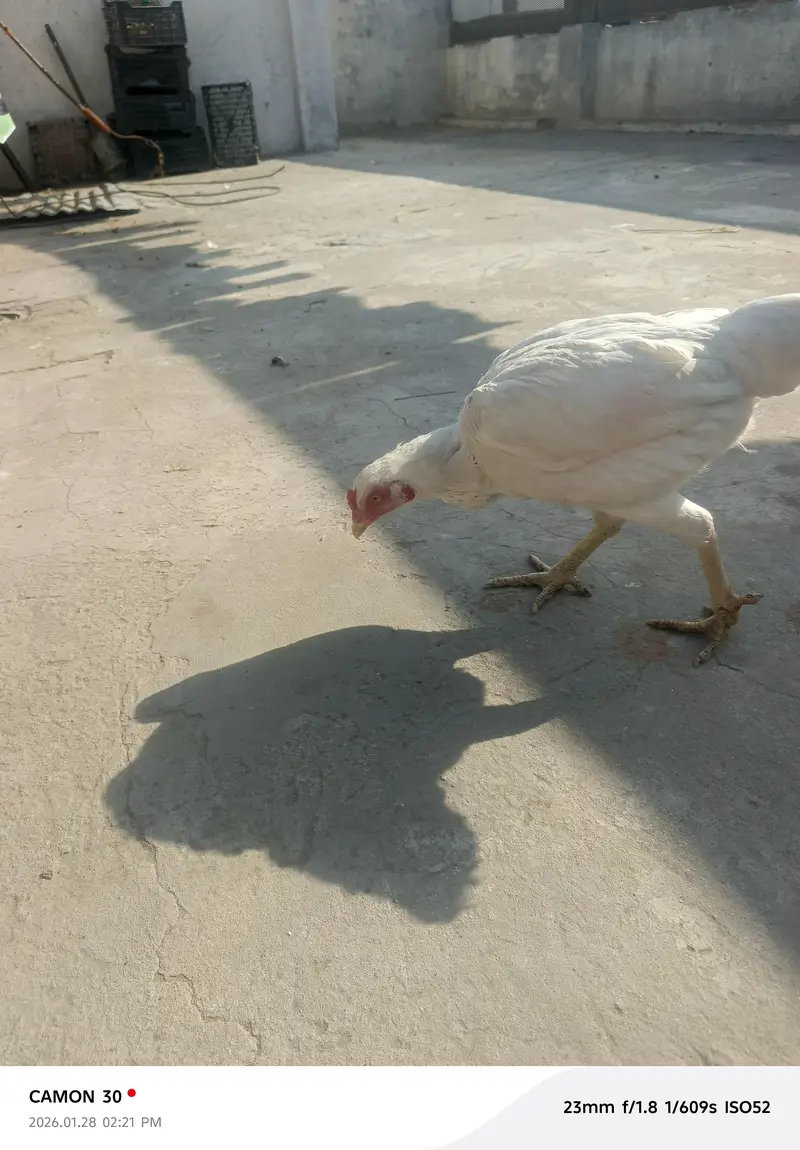 aseel Murga for sale all clear breeder female number 03020653616 — photo 12