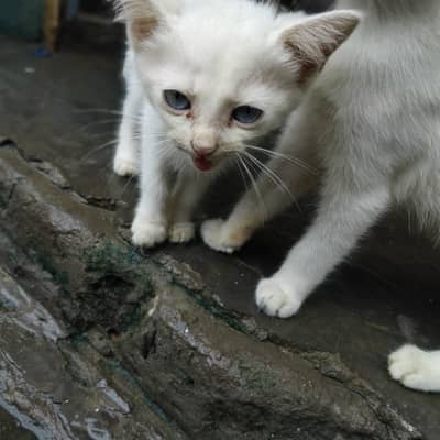 3 cat baby hn 2 white aik male aik female or aik white gray colour ka