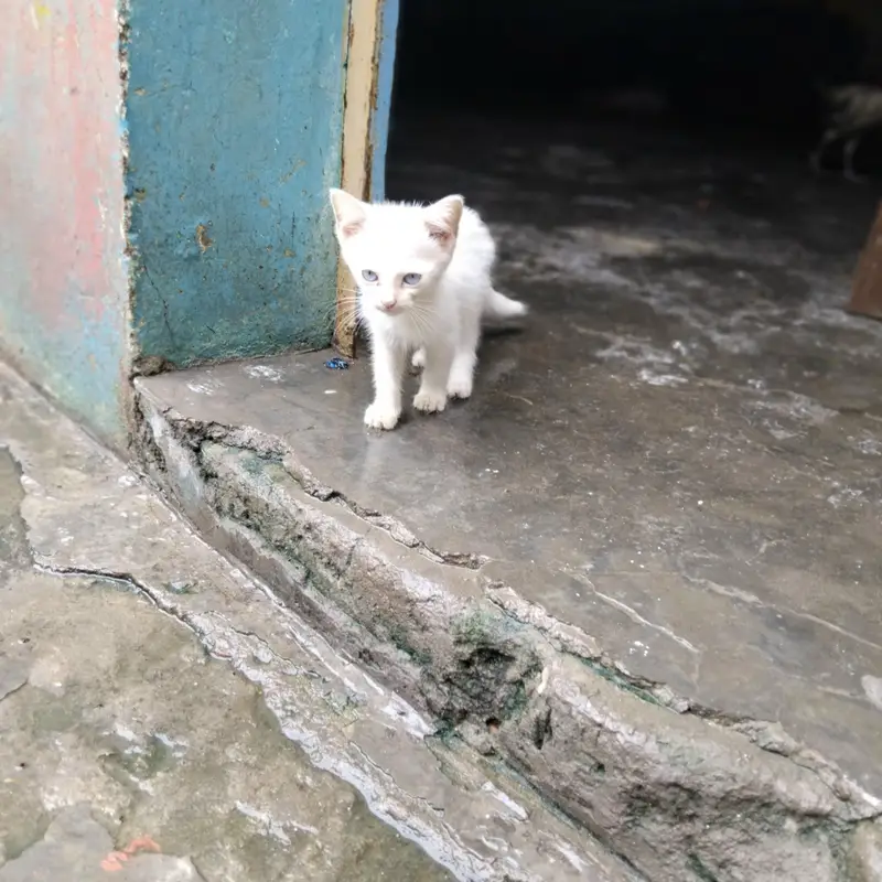 3 cat baby hn 2 white aik male aik female or aik white gray colour ka — photo 2