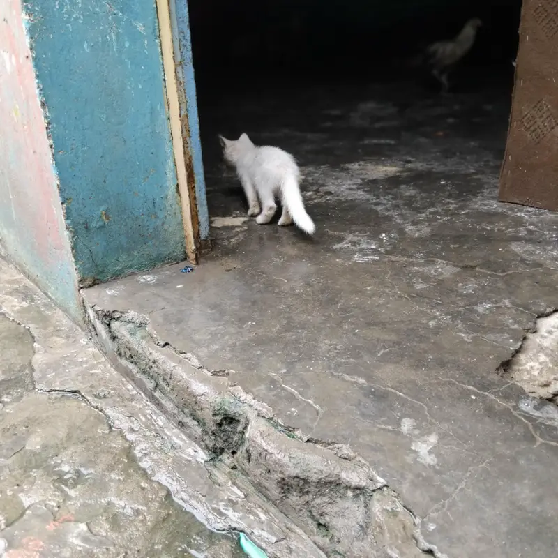 3 cat baby hn 2 white aik male aik female or aik white gray colour ka — photo 3