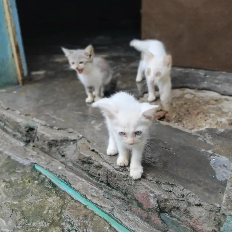 3 cat baby hn 2 white aik male aik female or aik white gray colour ka — photo 4