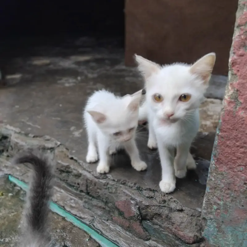 3 cat baby hn 2 white aik male aik female or aik white gray colour ka — photo 5