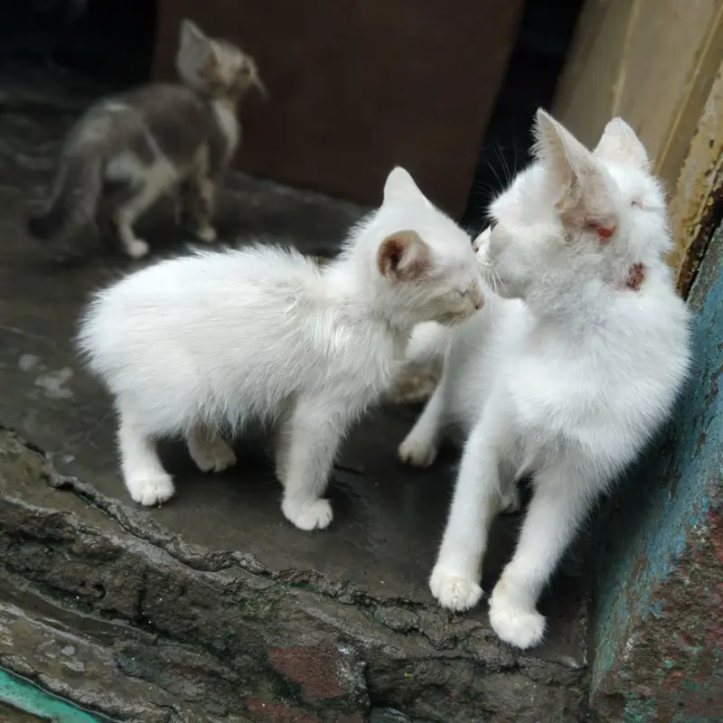 3 cat baby hn 2 white aik male aik female or aik white gray colour ka — photo 6