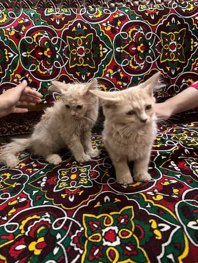 2 beautiful tripple coated Persian Kittens Pair + Cage,