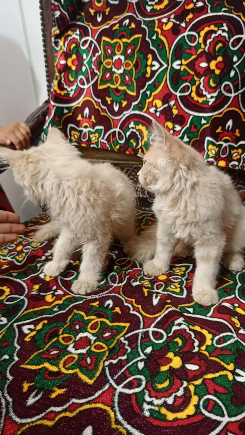 2 beautiful tripple coated Persian Kittens Pair + Cage, — photo 2