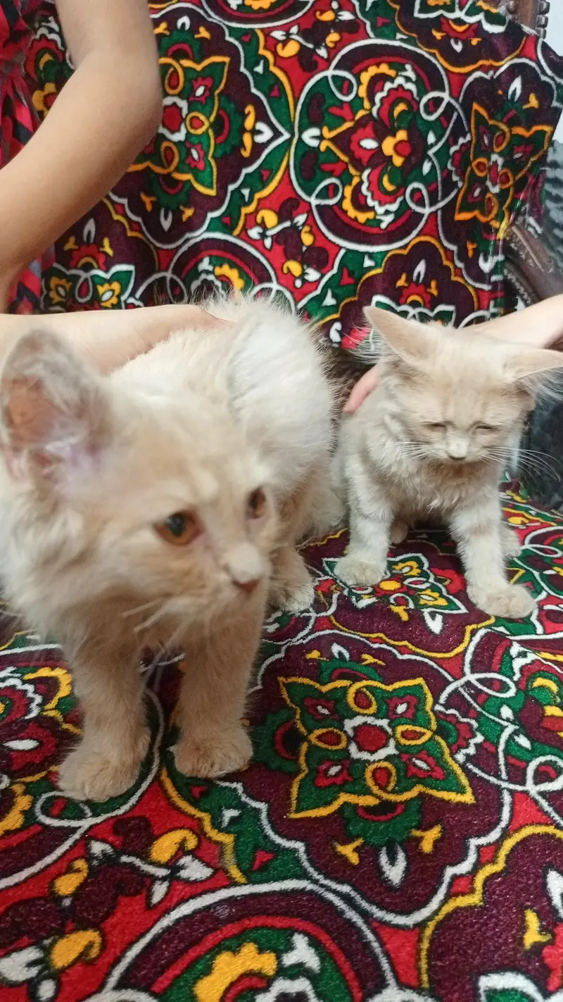 2 beautiful tripple coated Persian Kittens Pair + Cage, — photo 3