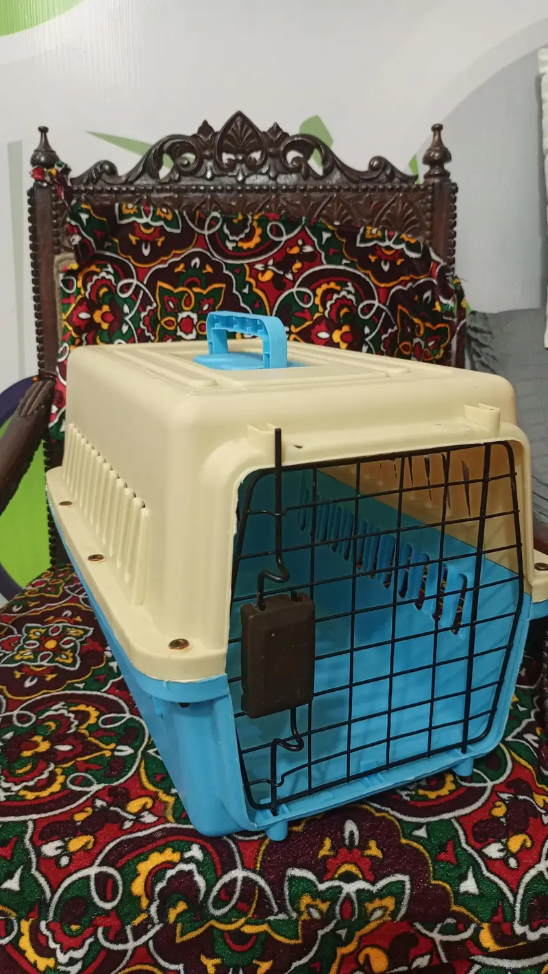 2 beautiful tripple coated Persian Kittens Pair + Cage, — photo 4