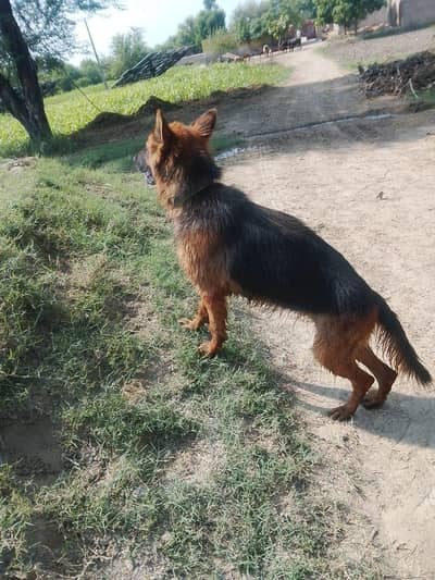 German shepherd male