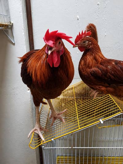 Desi hens best good ha Azan bi detta ha