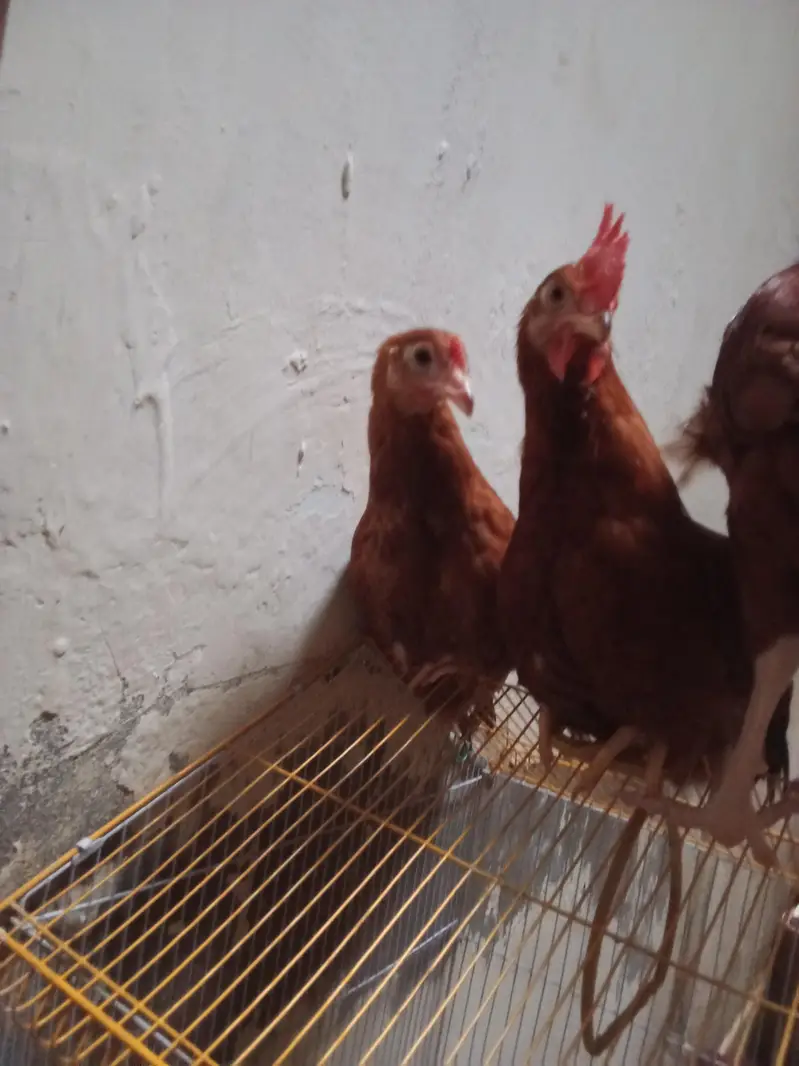 Desi hens best good ha Azan bi detta ha — photo 2