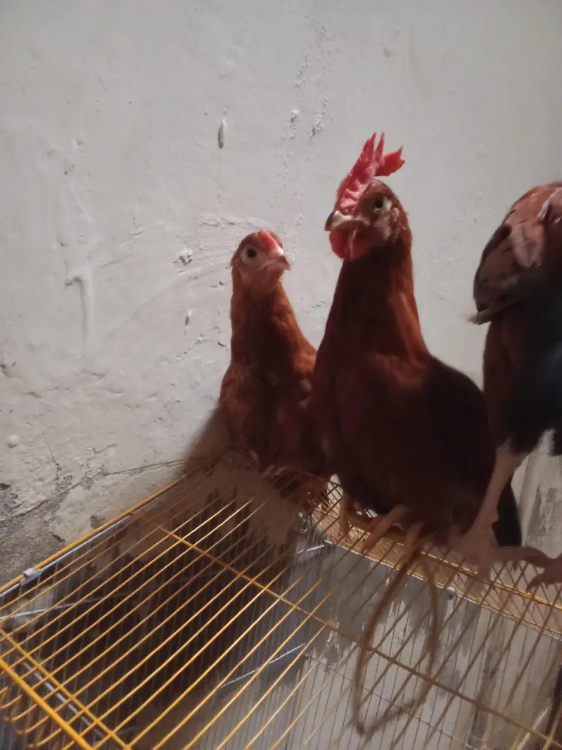Desi hens best good ha Azan bi detta ha — photo 3