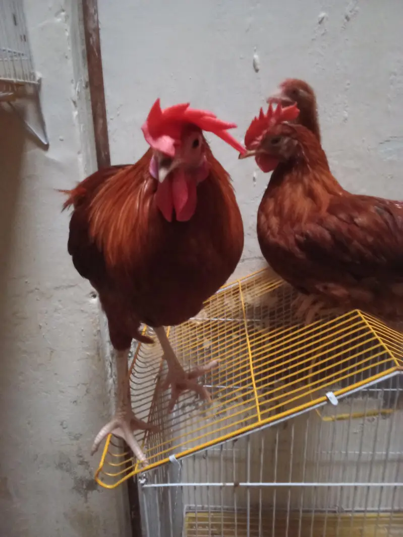Desi hens best good ha Azan bi detta ha — photo 4