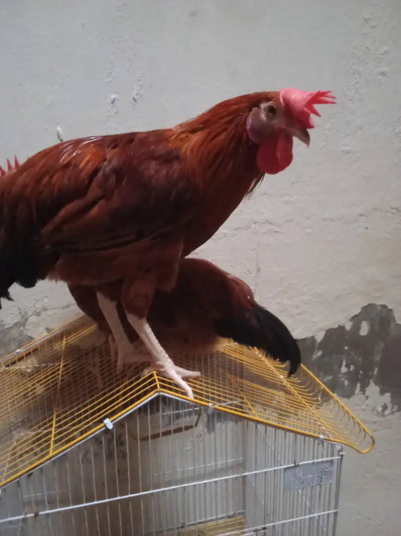 Desi hens best good ha Azan bi detta ha — photo 5