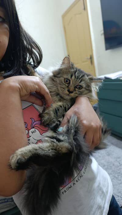 Persian kitten for sale