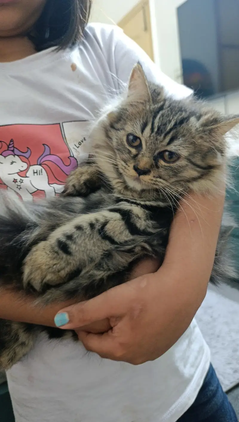 Persian kitten for sale — photo 2