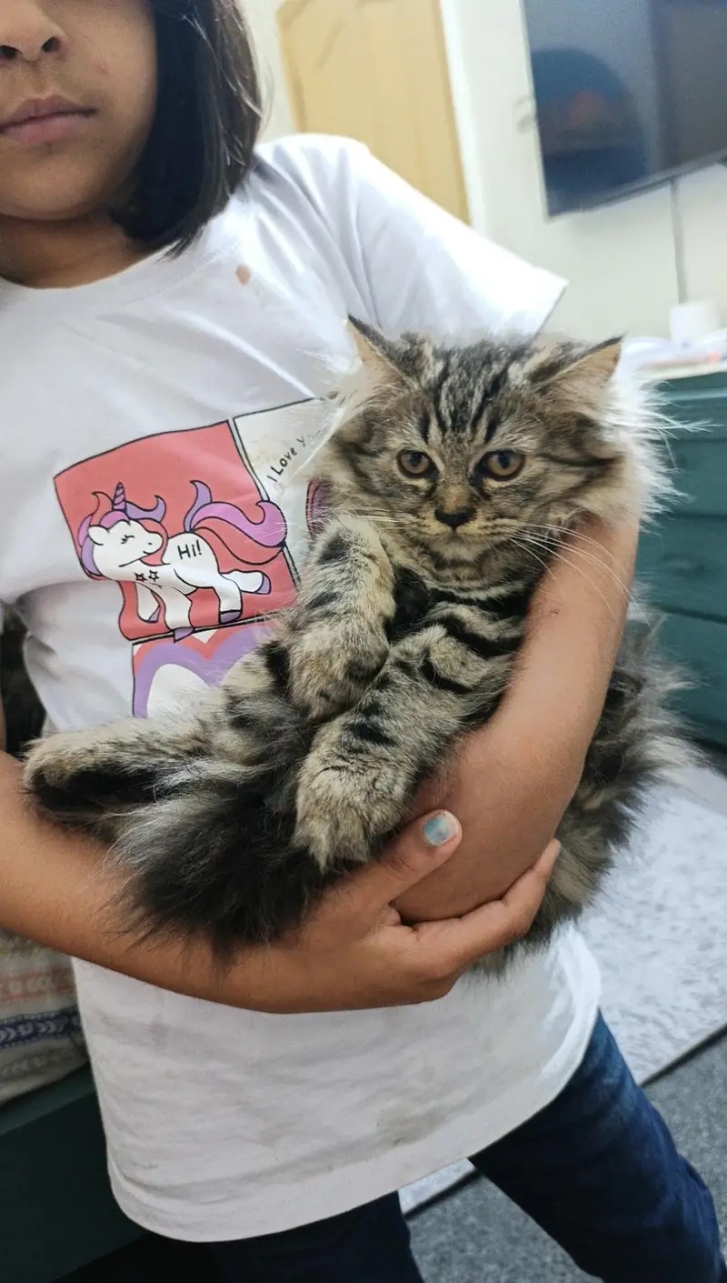 Persian kitten for sale — photo 3