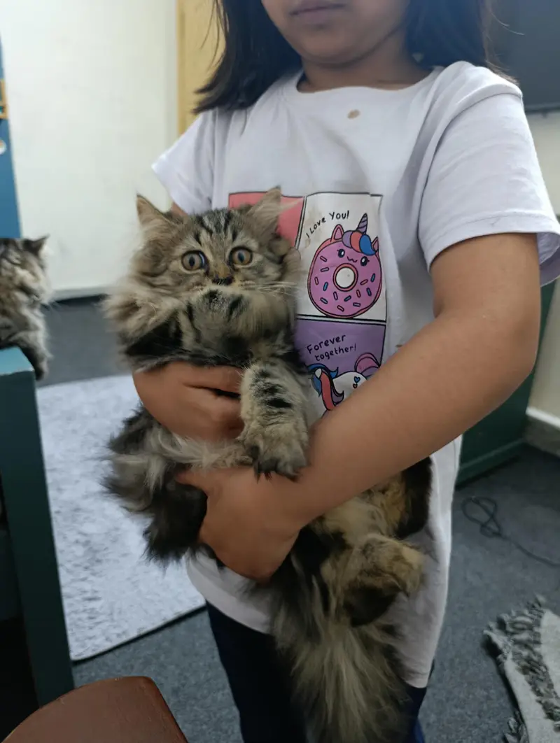 Persian kitten for sale — photo 4