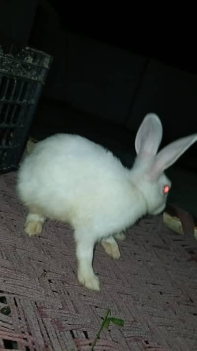 Healthy and beautiful New Zealand White and Black Desi rabbits availab