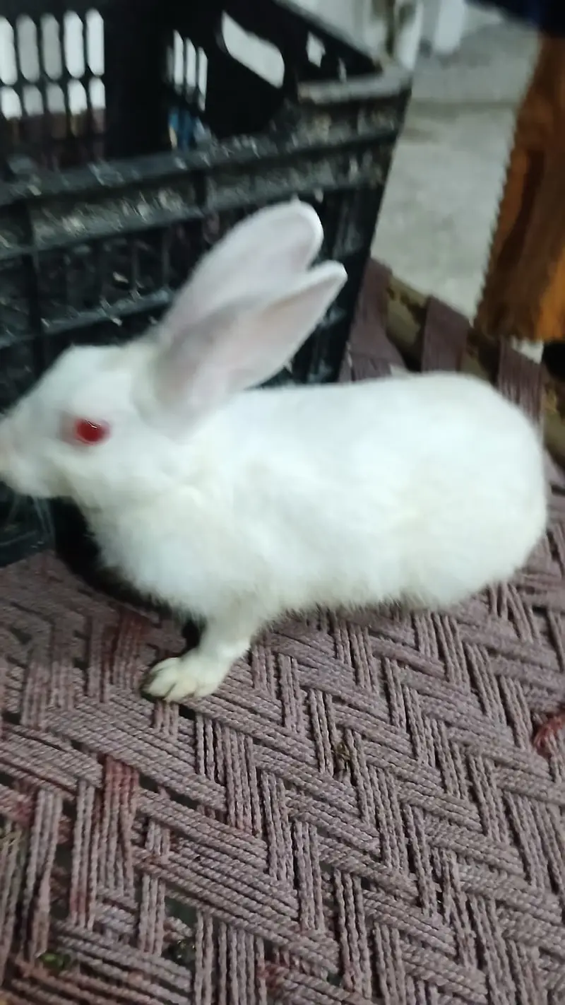 Healthy and beautiful New Zealand White and Black Desi rabbits availab — photo 2