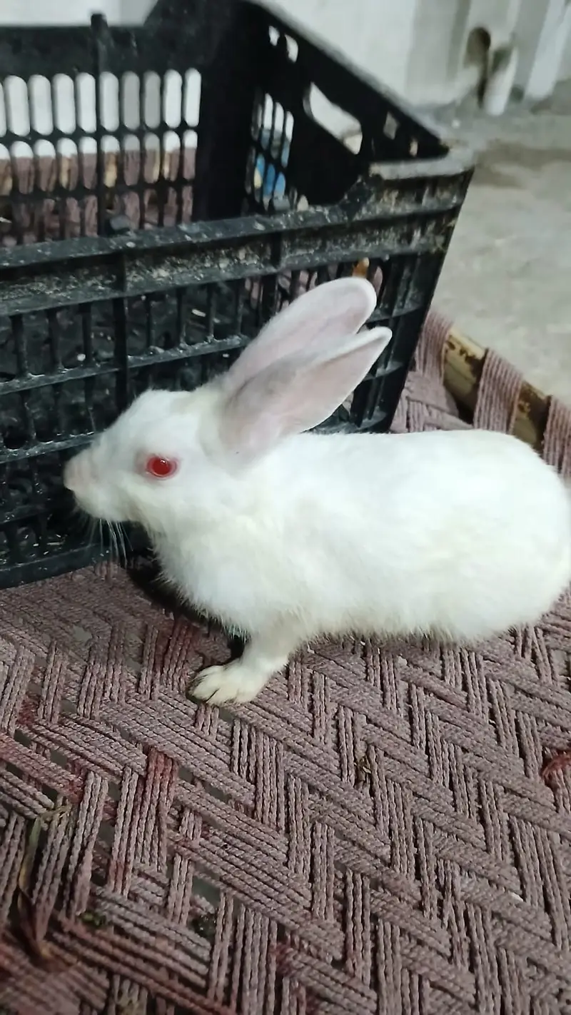 Healthy and beautiful New Zealand White and Black Desi rabbits availab — photo 3