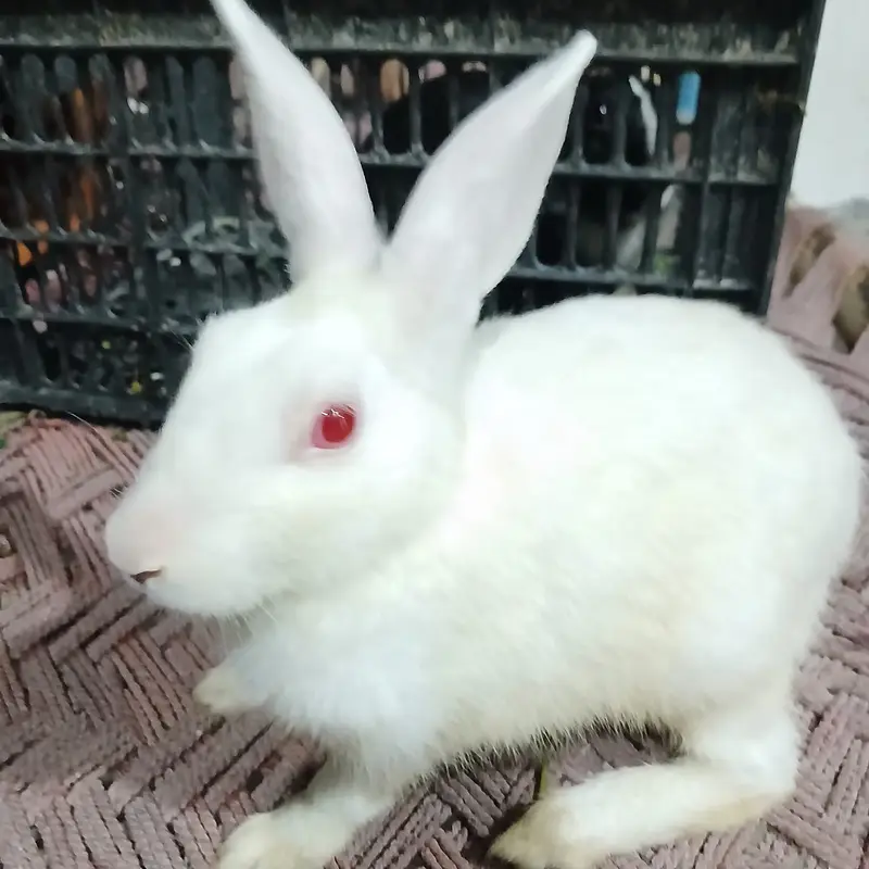 Healthy and beautiful New Zealand White and Black Desi rabbits availab — photo 4