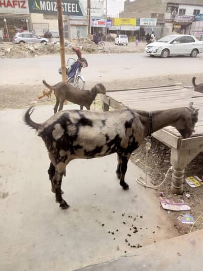 teddy goat with 2 female bache
