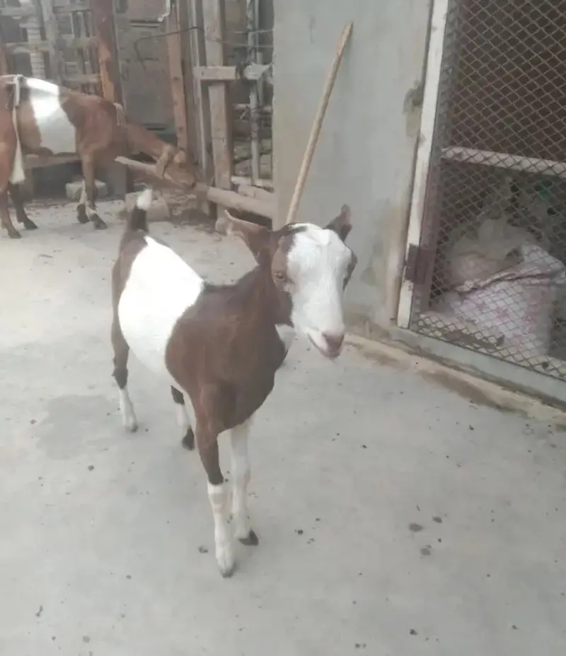teddy goat with 2 female bache — photo 2