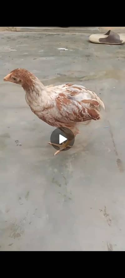 fancy chick's