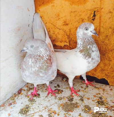 Salaty lakhea pair for sale. . .