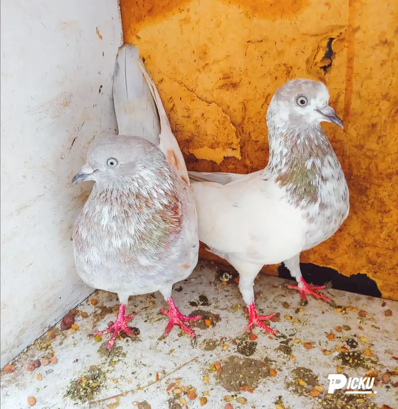 Salaty lakhea pair for sale. . .