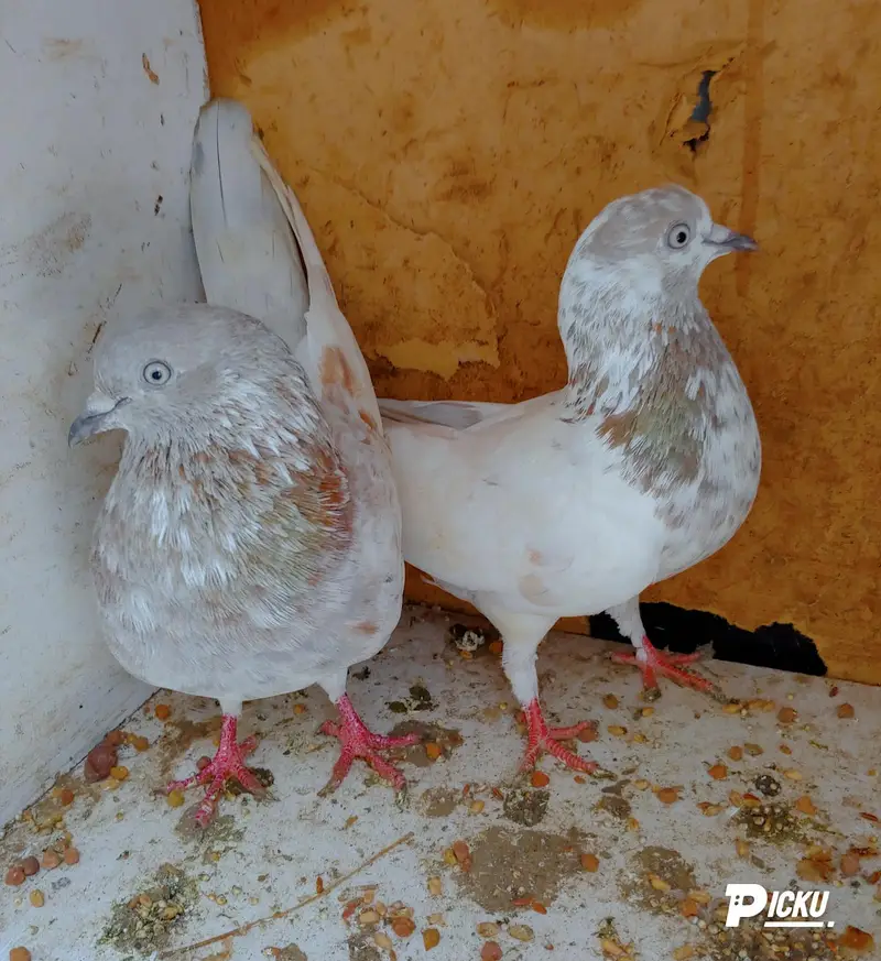 Salaty lakhea pair for sale. . . — photo 4