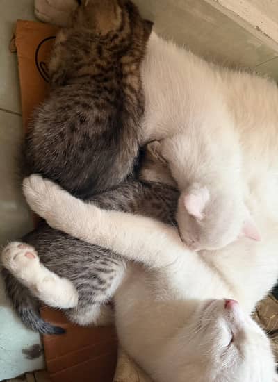 cat with kittens for adoption