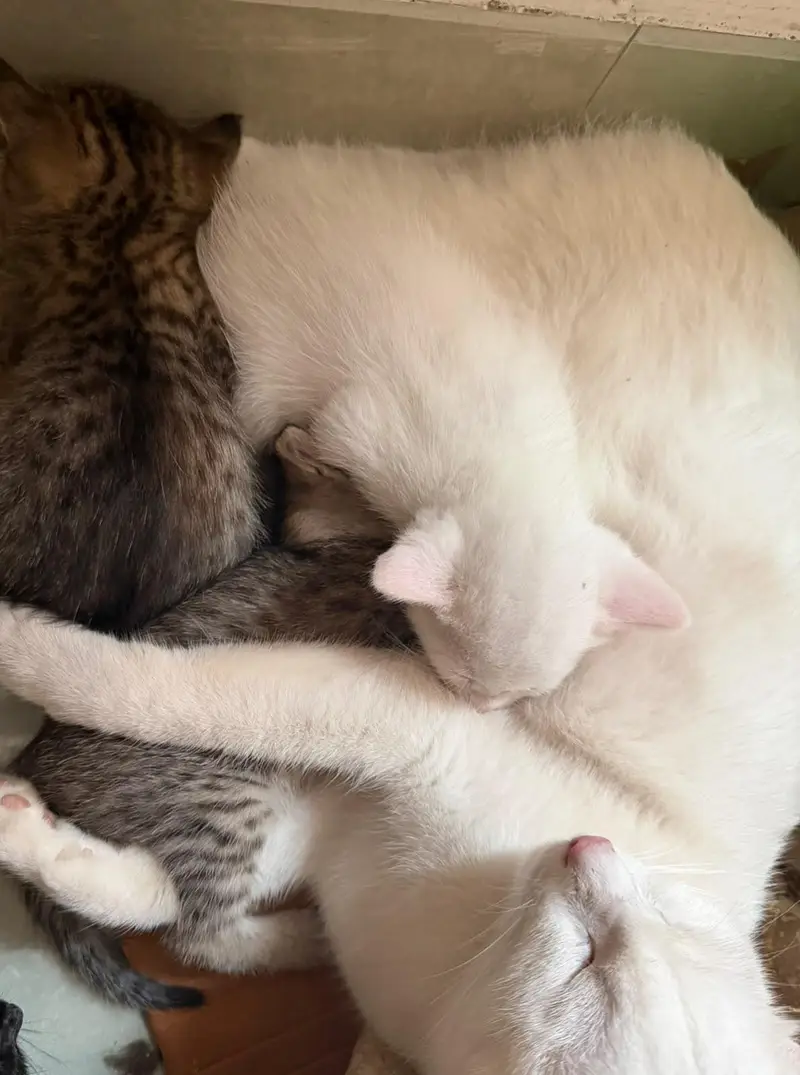 cat with kittens for adoption — photo 2
