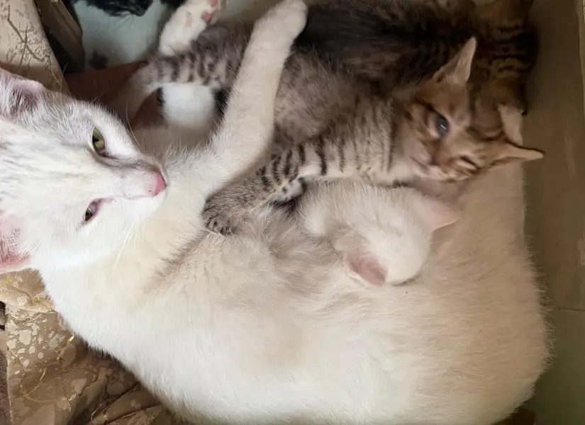 cat with kittens for adoption — photo 3
