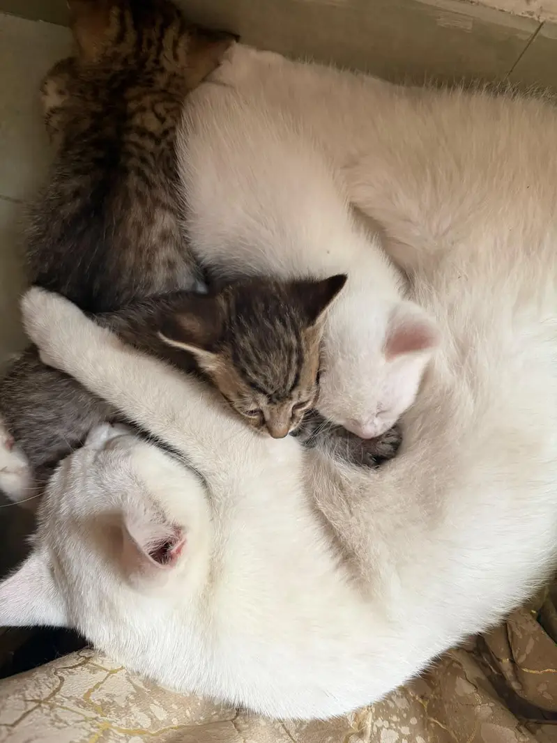 cat with kittens for adoption — photo 4
