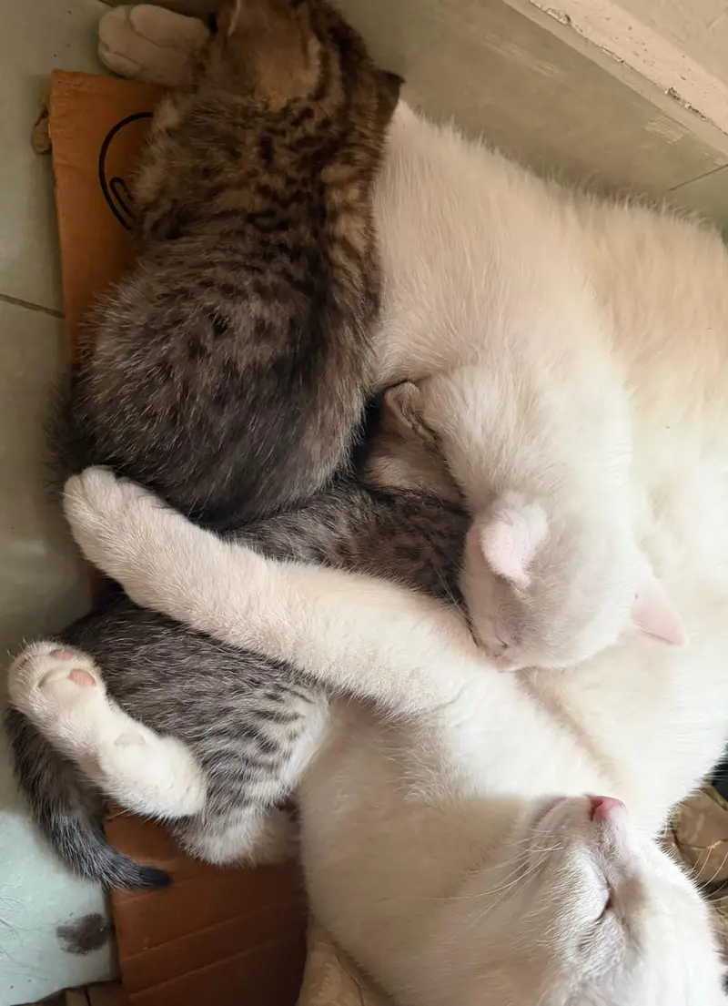 cat with kittens for adoption — photo 5