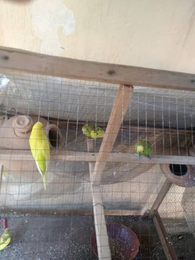 Australian parrots  per pice 500