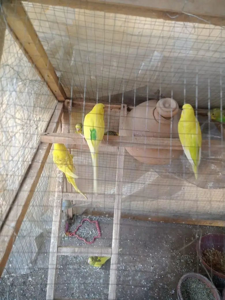 Australian parrots  per pice 500 — photo 4