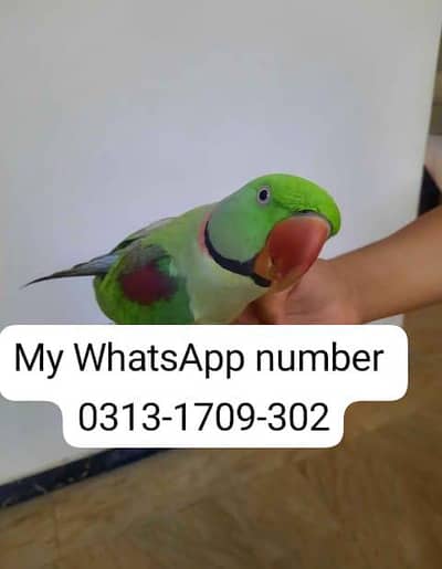 Kashmir Raw Parrot handtam fully