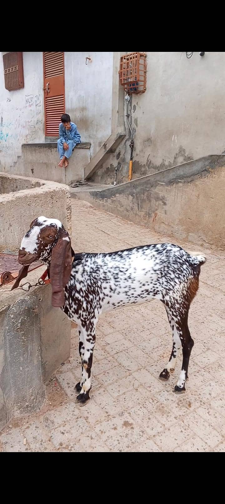 اچھی نسل 0