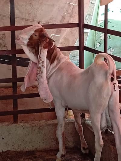 Bakra breeder