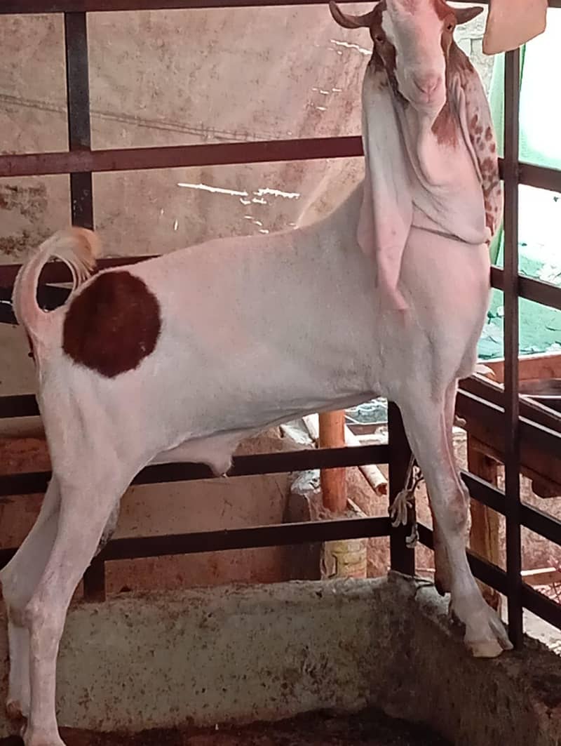 Bakra breeder 1