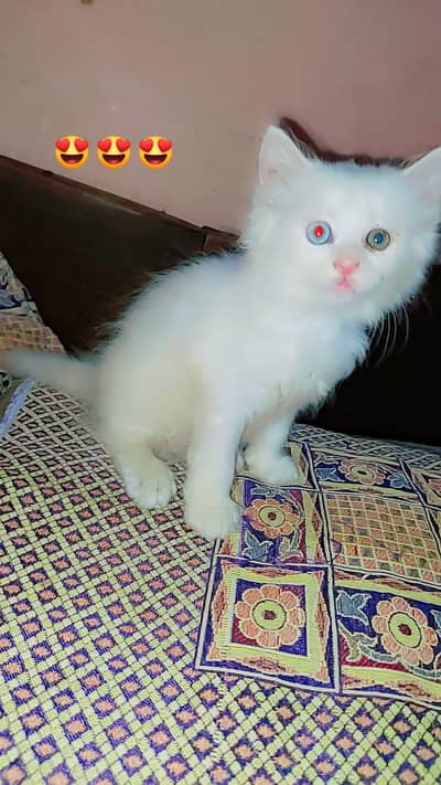 Persian kittens /odd eyes kittens